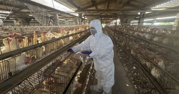 彰化啟動芬普尼監測　15家高風險蛋雞場都未檢出