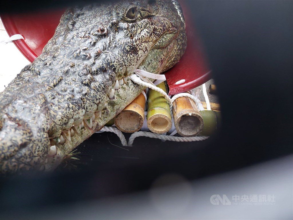 業者帶河口鱷在立院大門道路抗議　法院裁罰1萬元