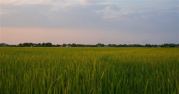 內政部：重啟公地放領　近2000公頃納清查範圍