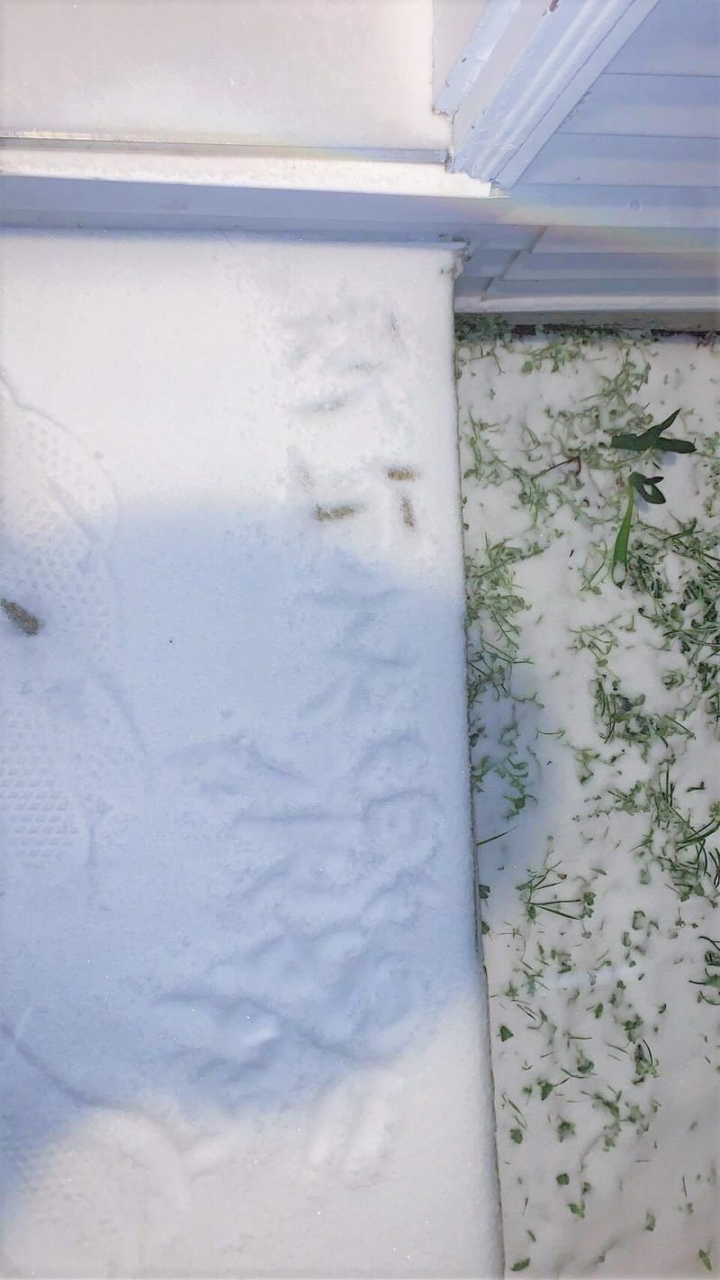 vsd-ccc-snow-2021feb (1)